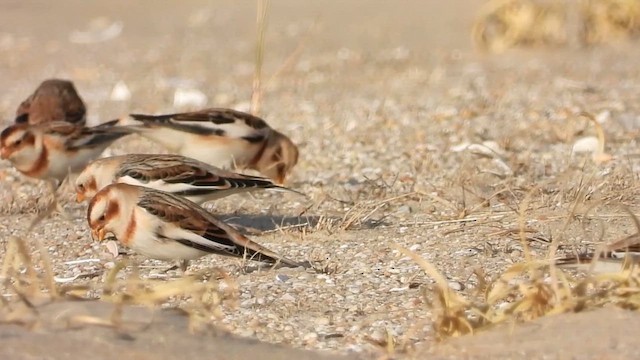Snow Bunting - ML647005333
