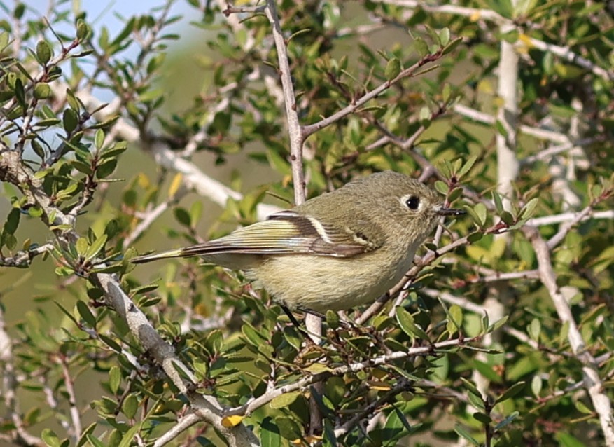 Ruby-crowned Kinglet - ML647005338