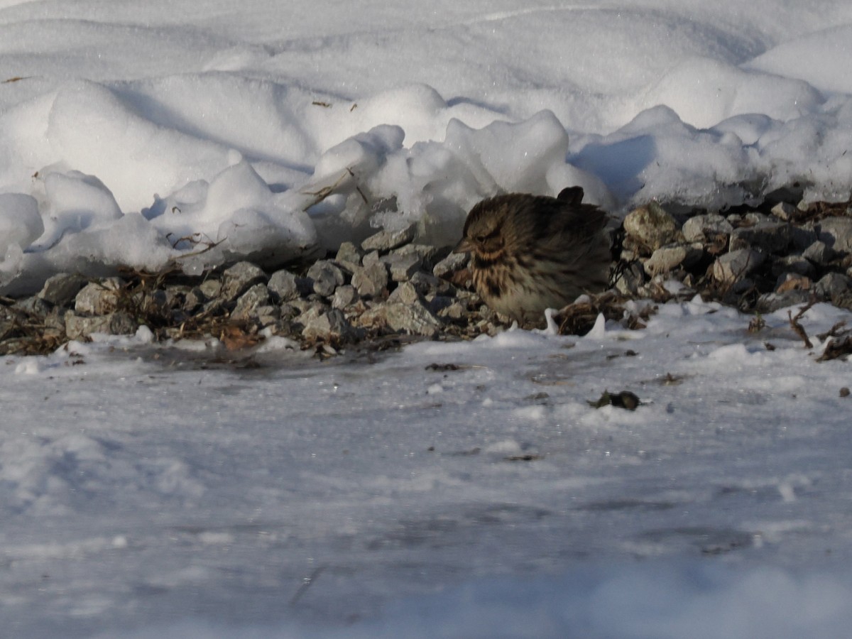 Song Sparrow - ML647005348