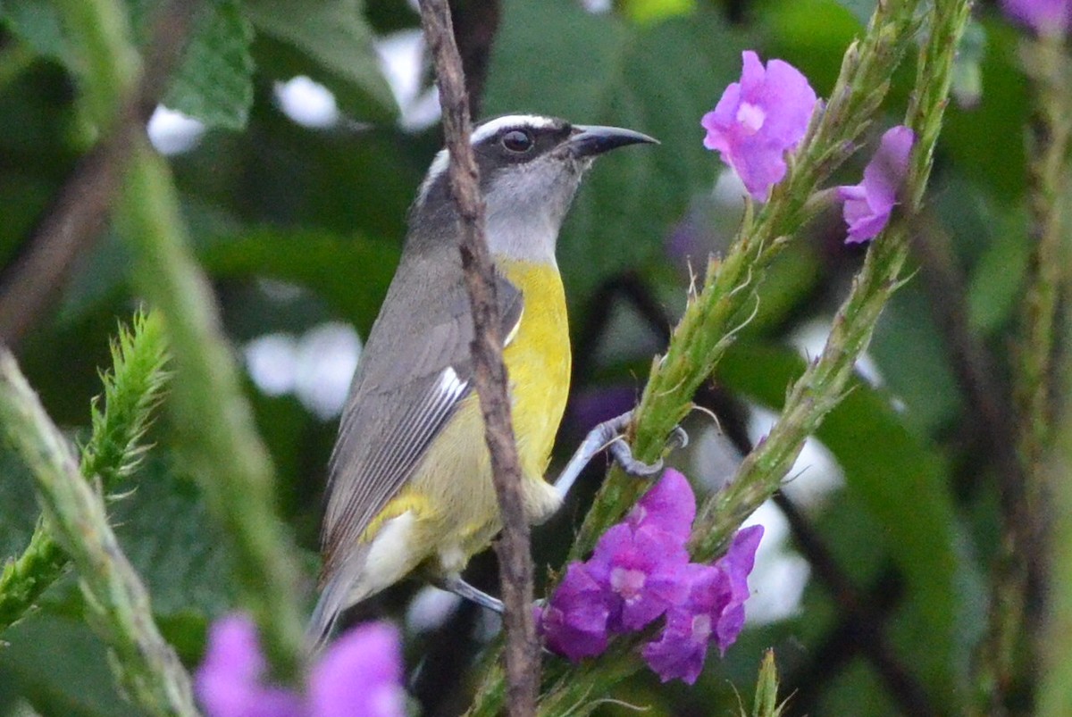 Sucrier à ventre jaune - ML647005350