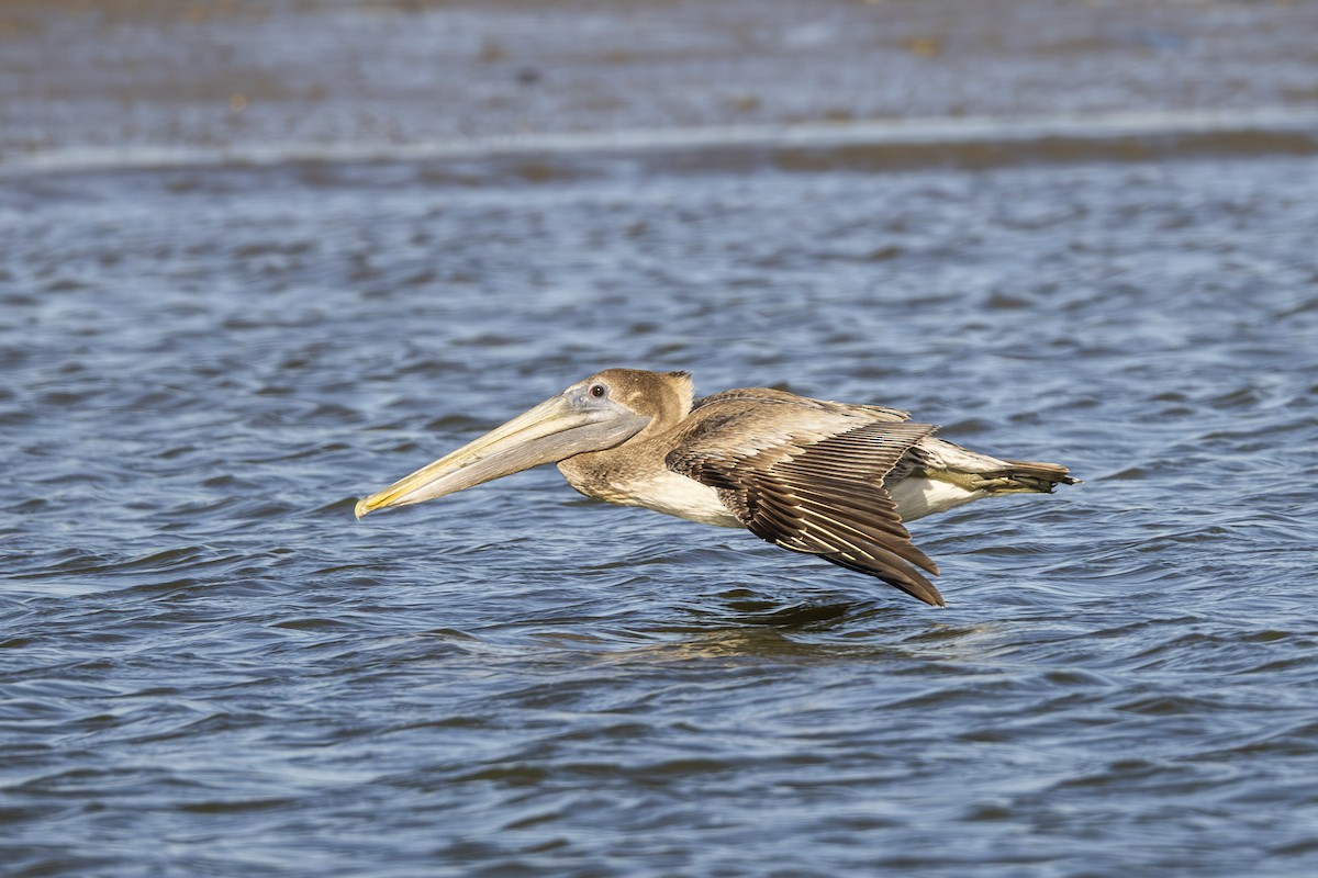 Brown Pelican - ML647005353