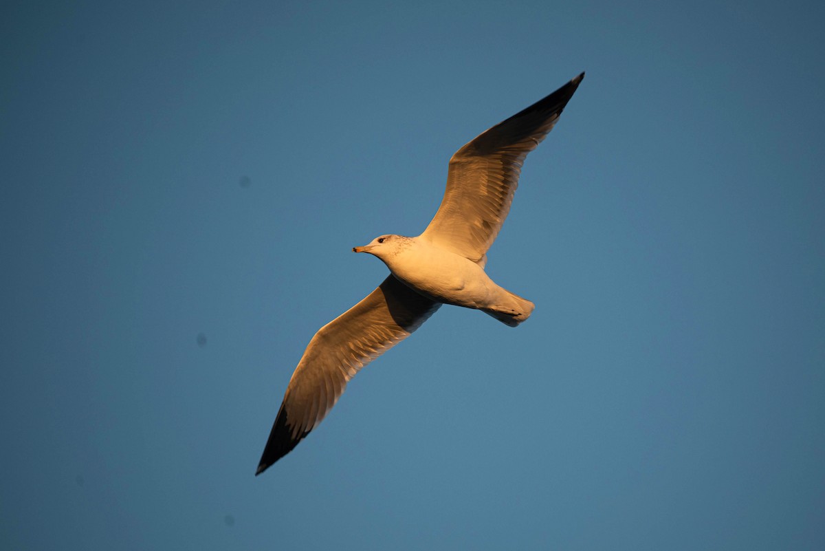 カリフォルニアカモメ - ML647005354