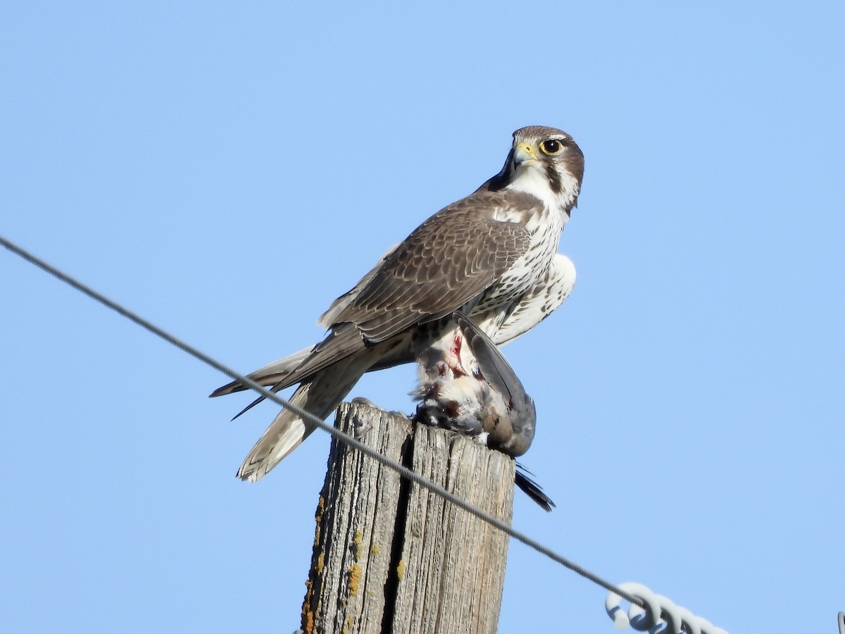Prairie Falcon - ML647005355