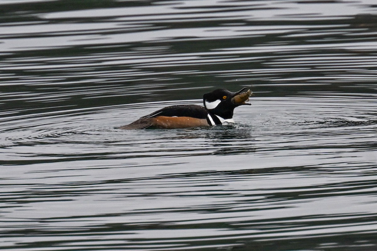 Hooded Merganser - ML647005356
