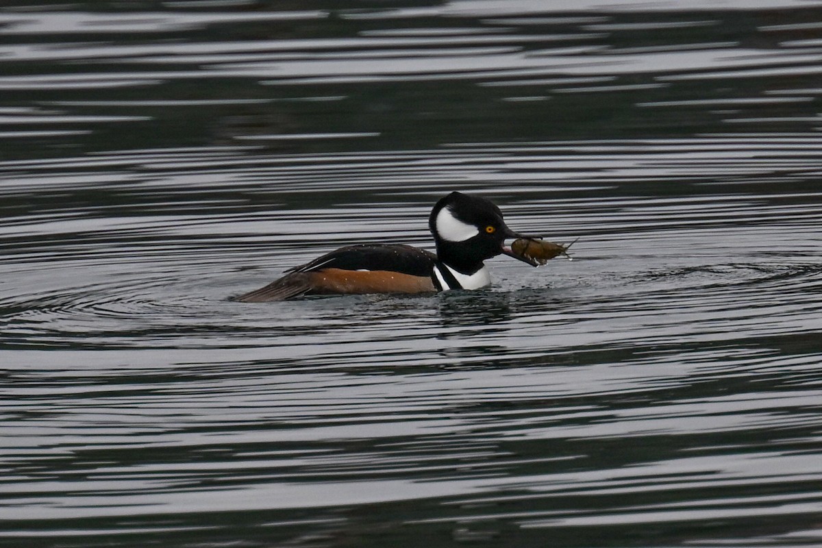 Hooded Merganser - ML647005357