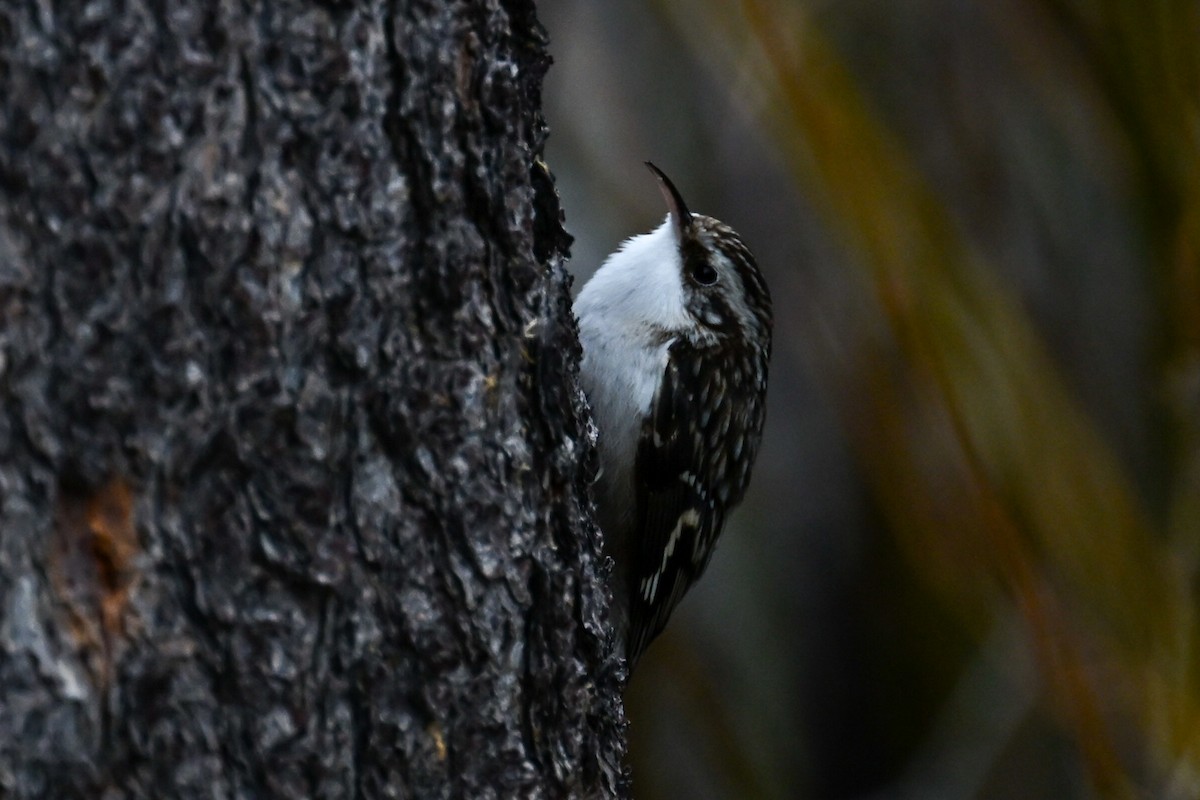 Brown Creeper - ML647005359