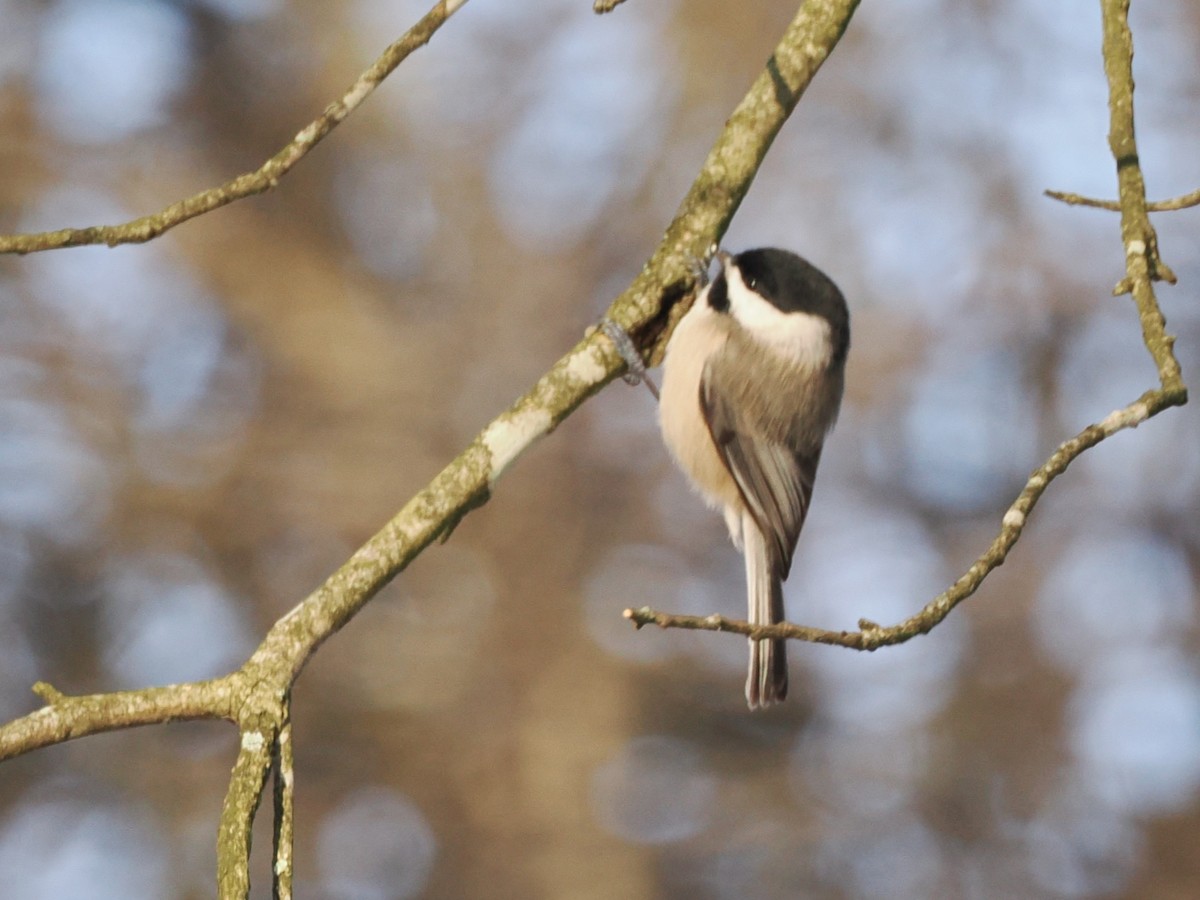 Carolina Chickadee - ML647005368