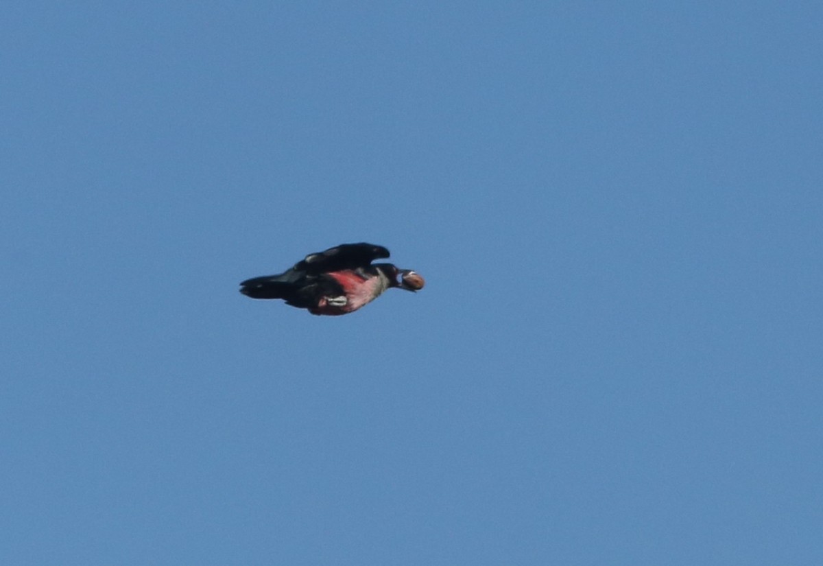 Lewis's Woodpecker - ML647005380