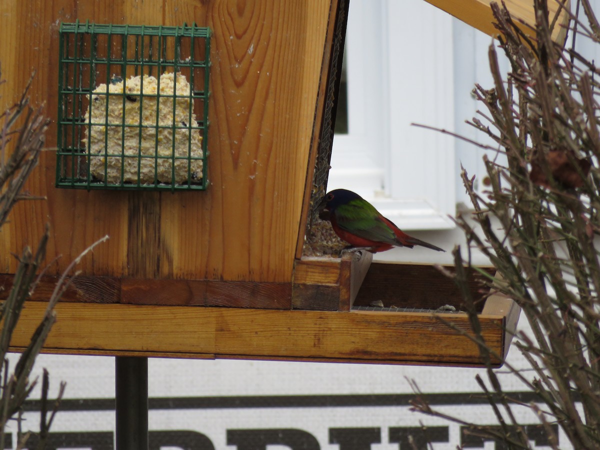 Painted Bunting - ML647005382