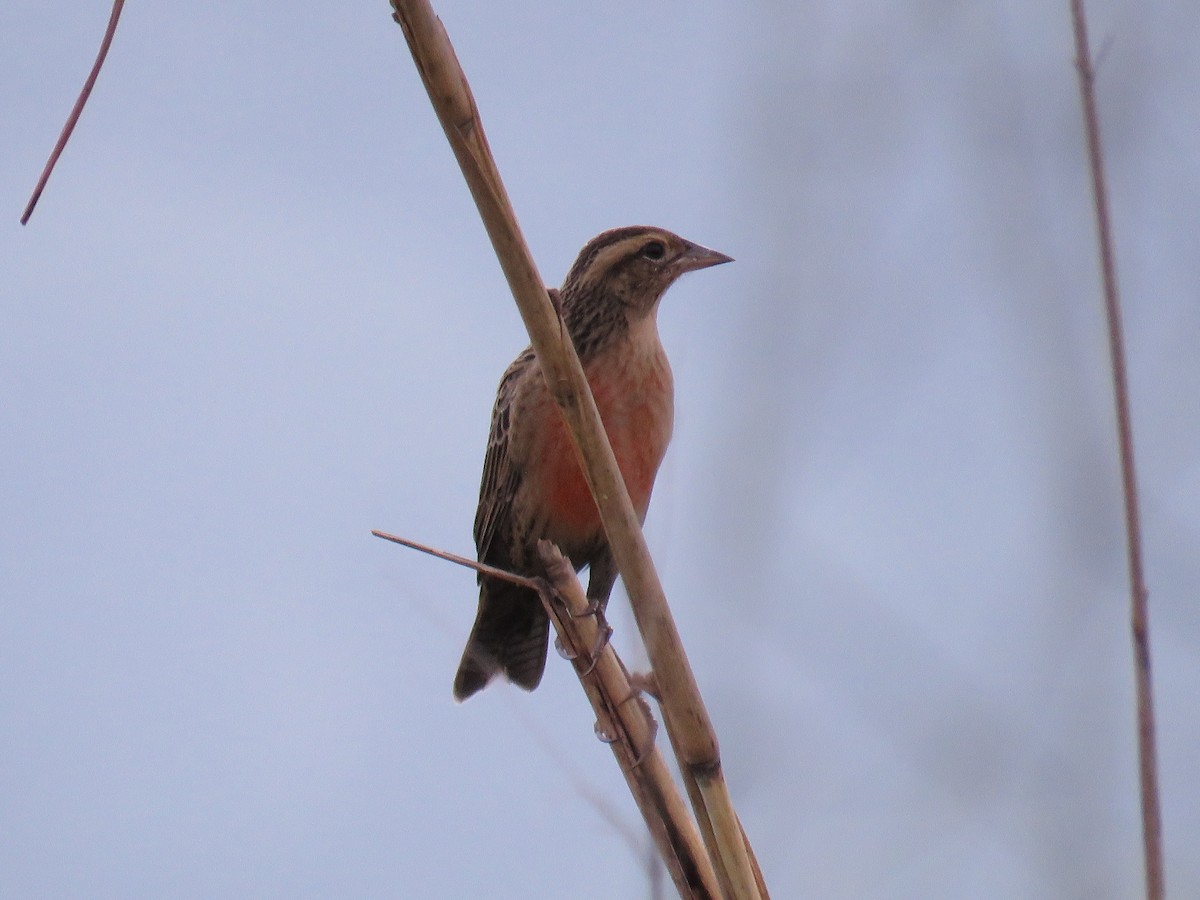 Red-breasted Meadowlark - ML647005383