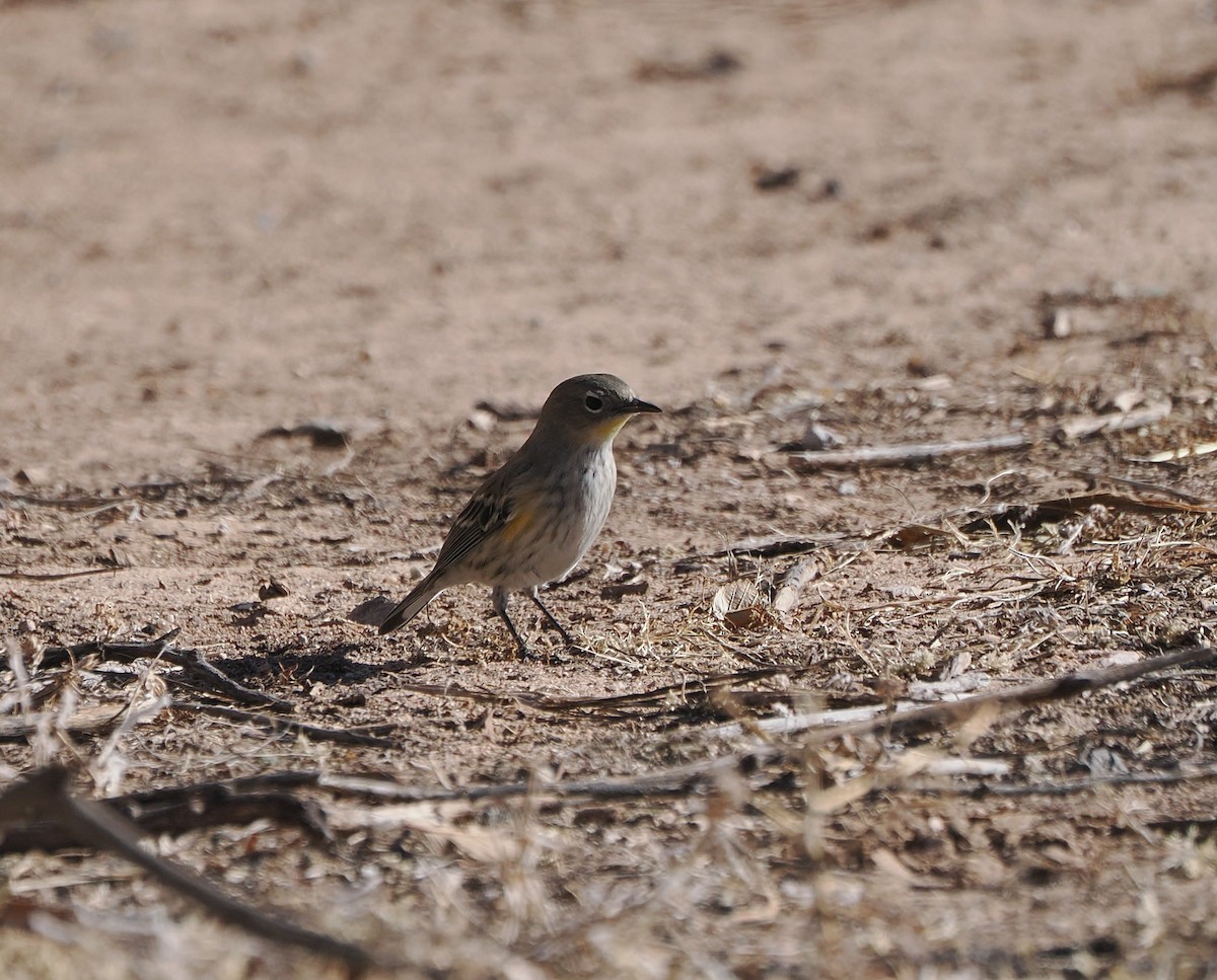 Reinita Coronada (de Audubon) - ML647005384