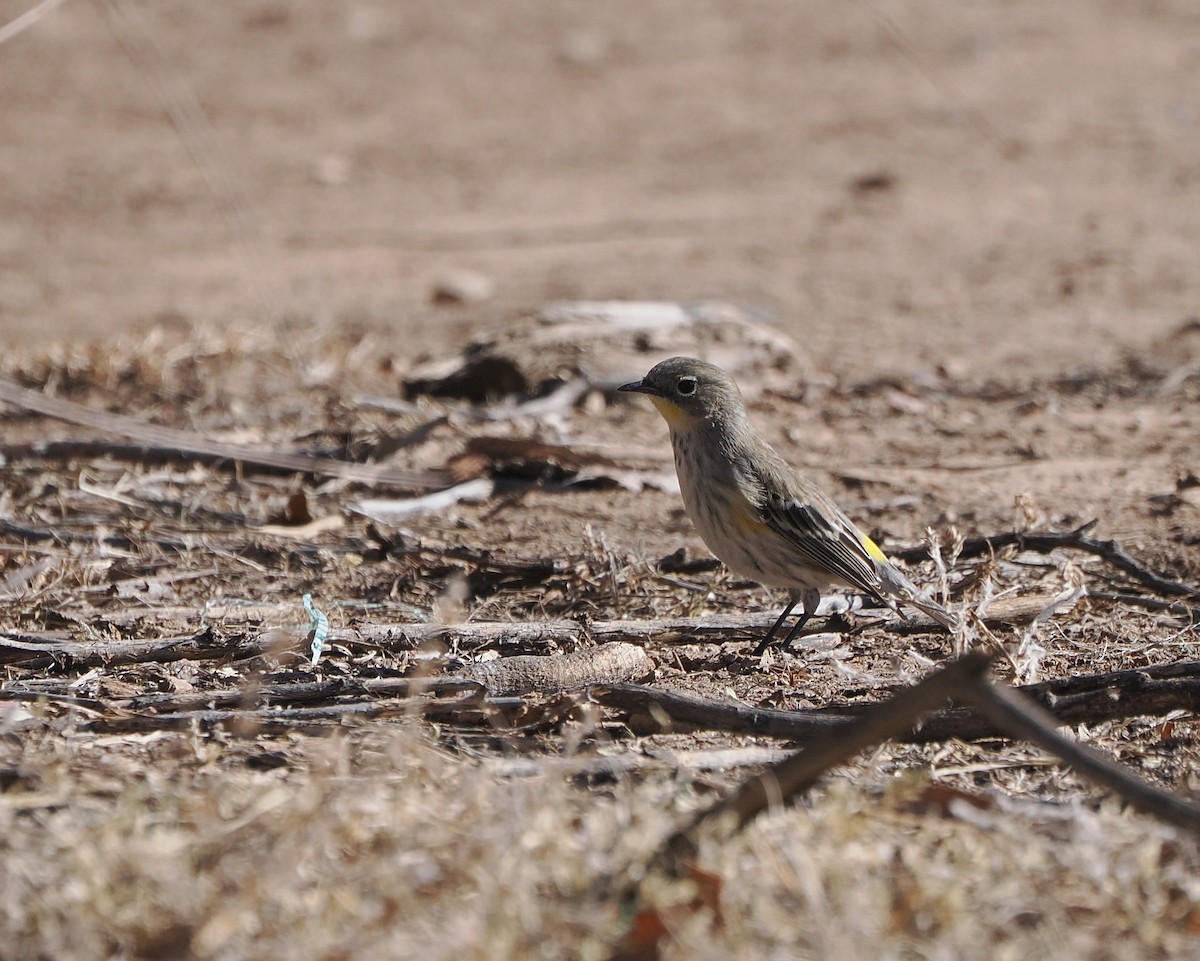Reinita Coronada (de Audubon) - ML647005385