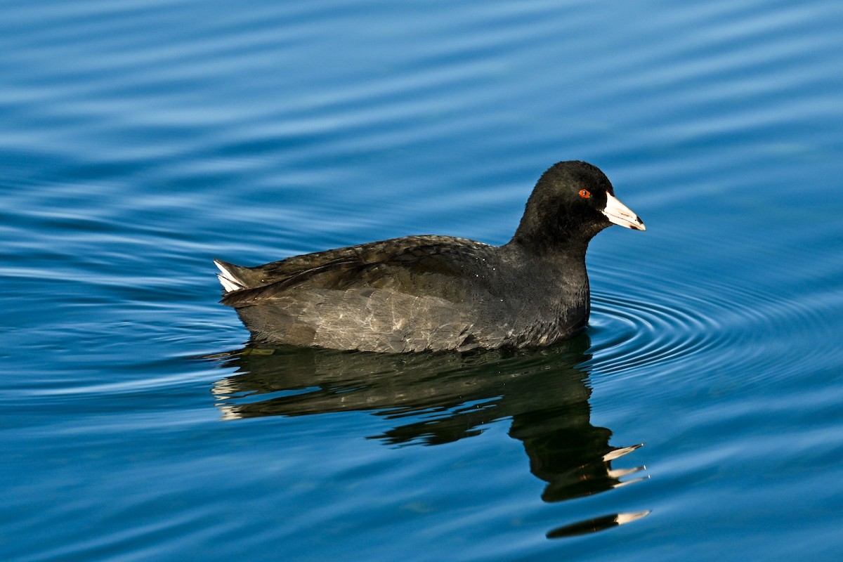 American Coot - ML647005387