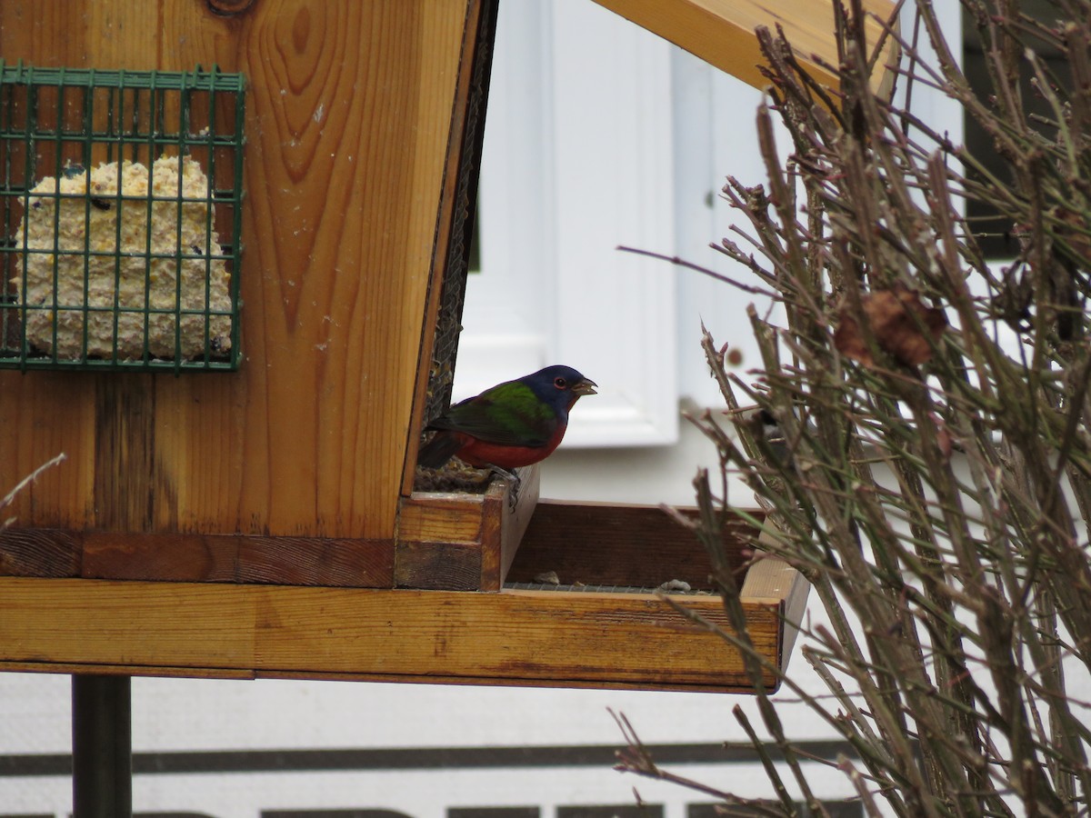 Painted Bunting - ML647005390