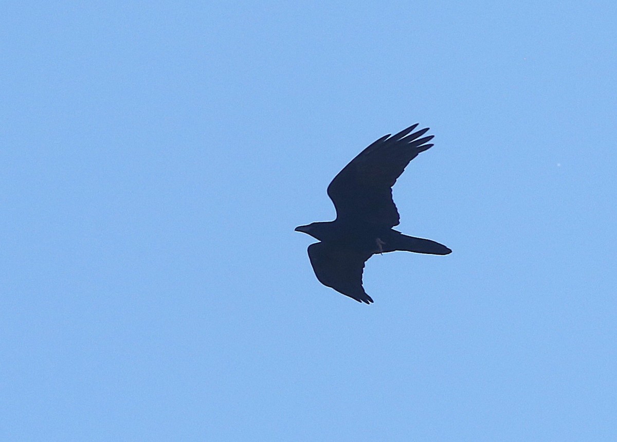 Chihuahuan Raven - ML647005392