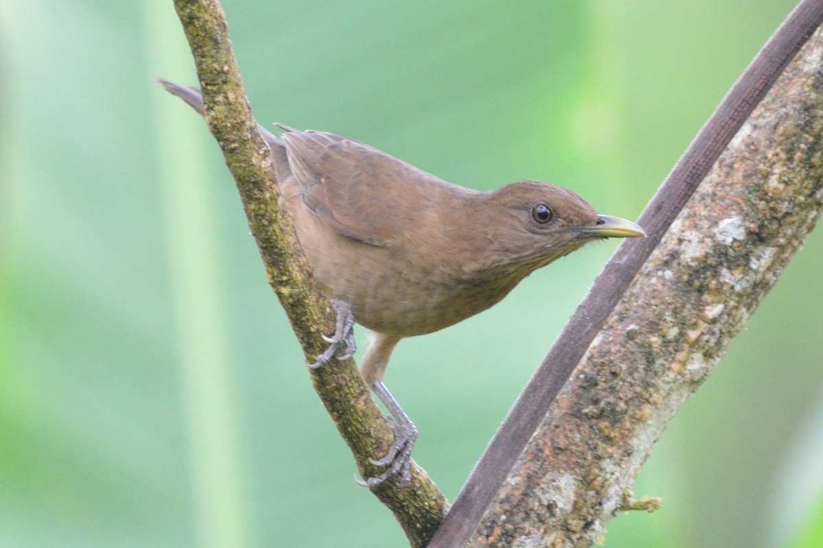 Merle fauve - ML647005398