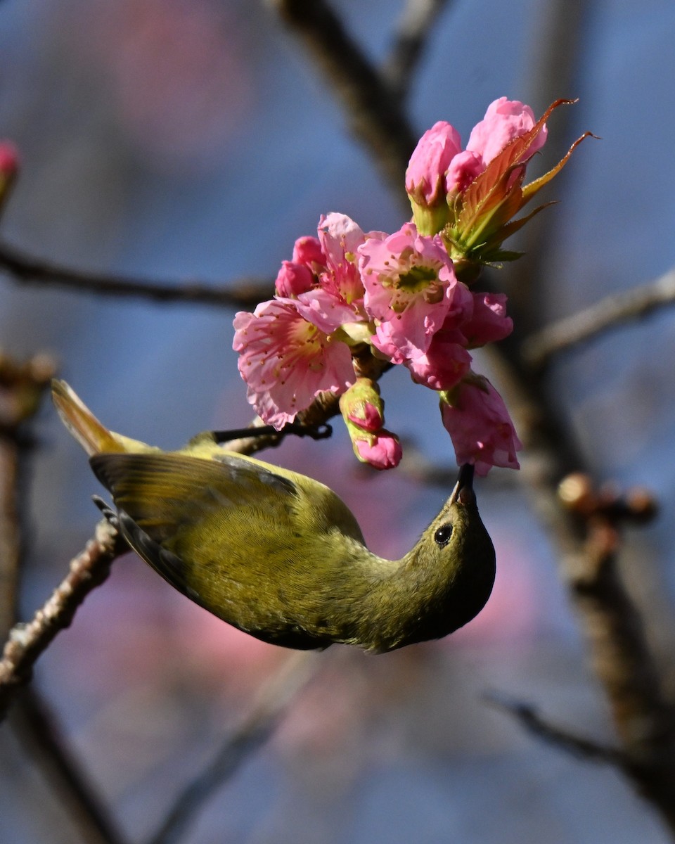 アカオタイヨウチョウ - ML647005401