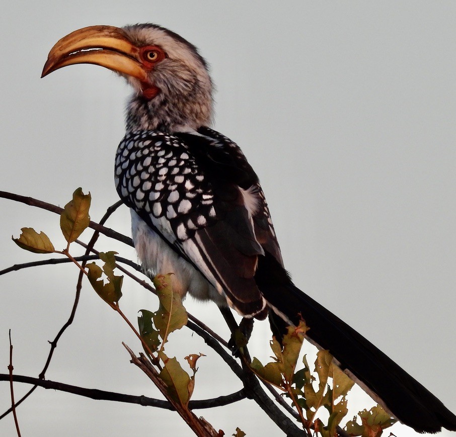 Southern Yellow-billed Hornbill - ML647005402