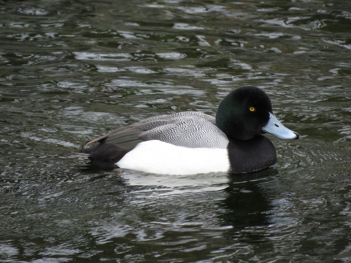 Greater Scaup - ML647005407