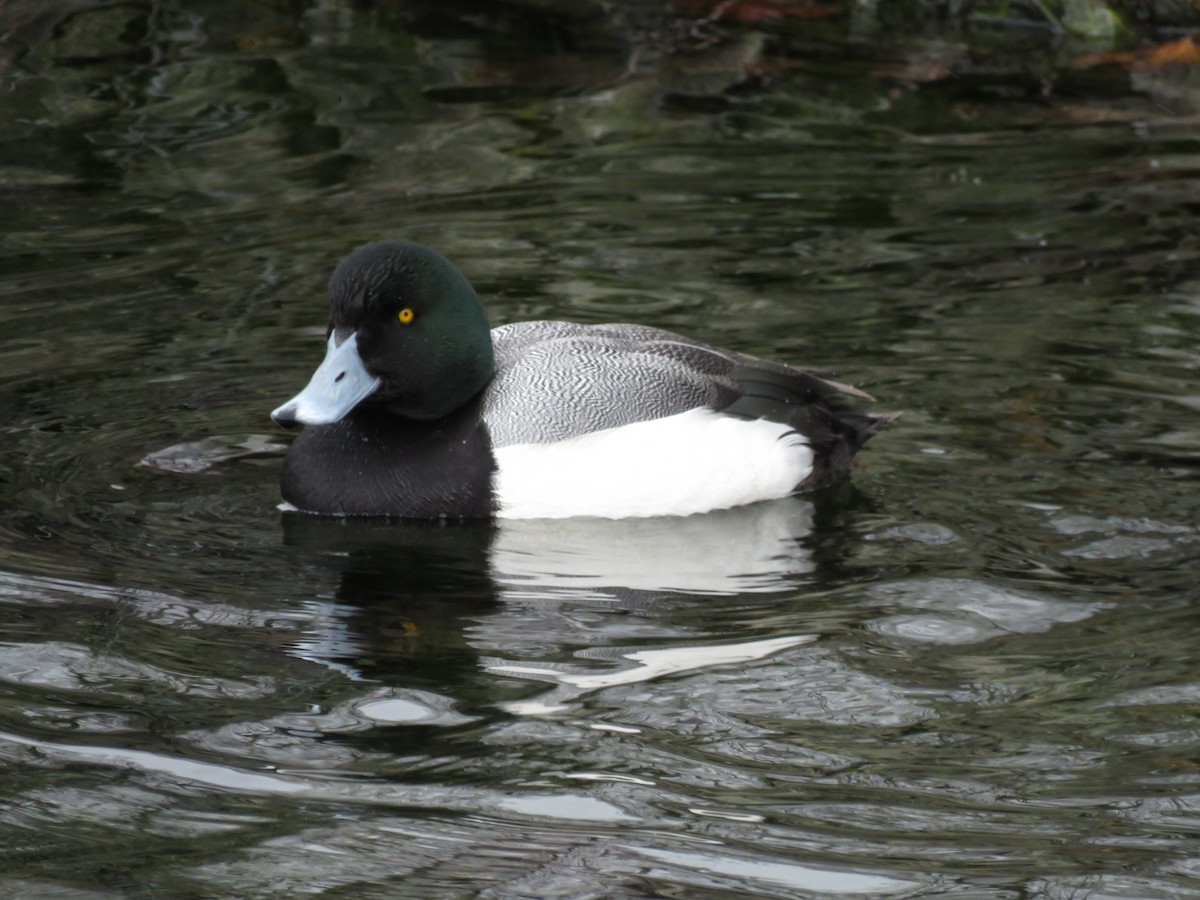 Greater Scaup - ML647005411