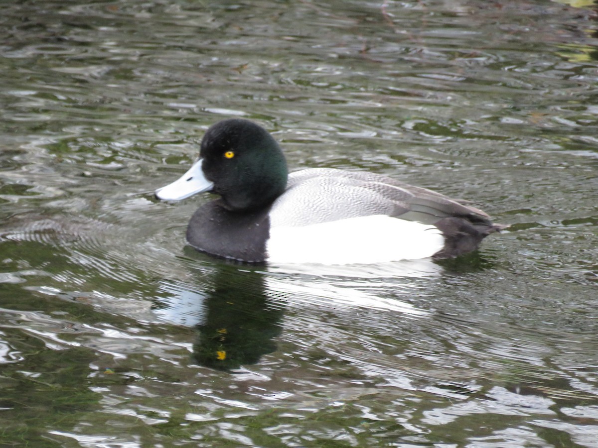 Greater Scaup - ML647005413
