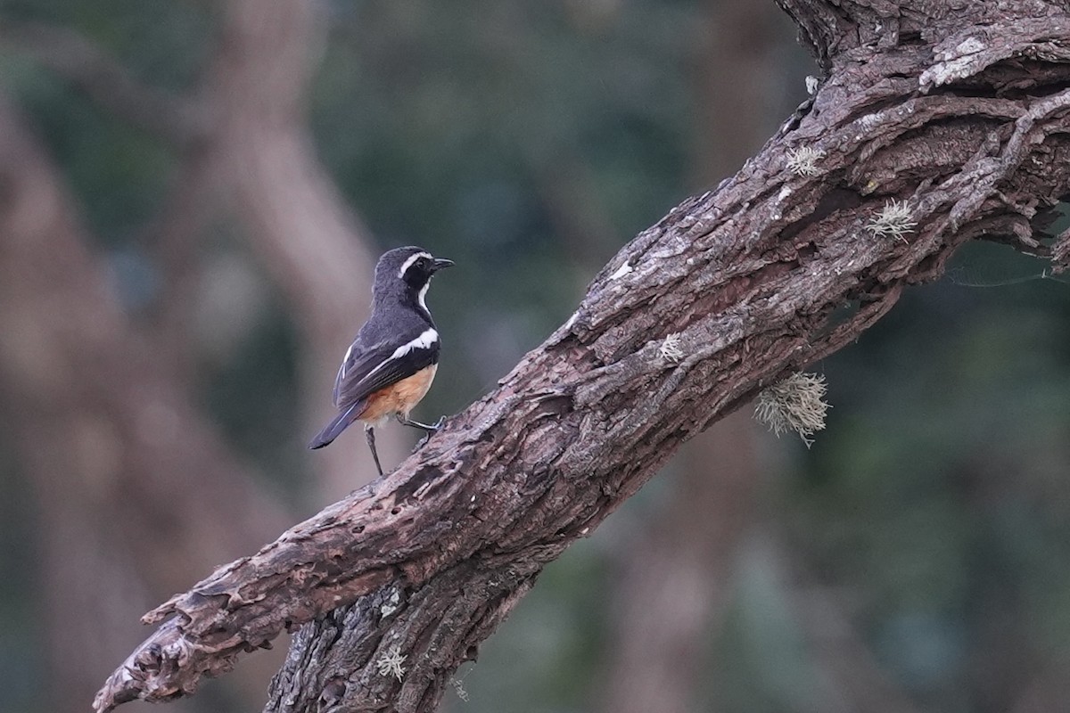 ノドジロツグミヒタキ - ML647005423