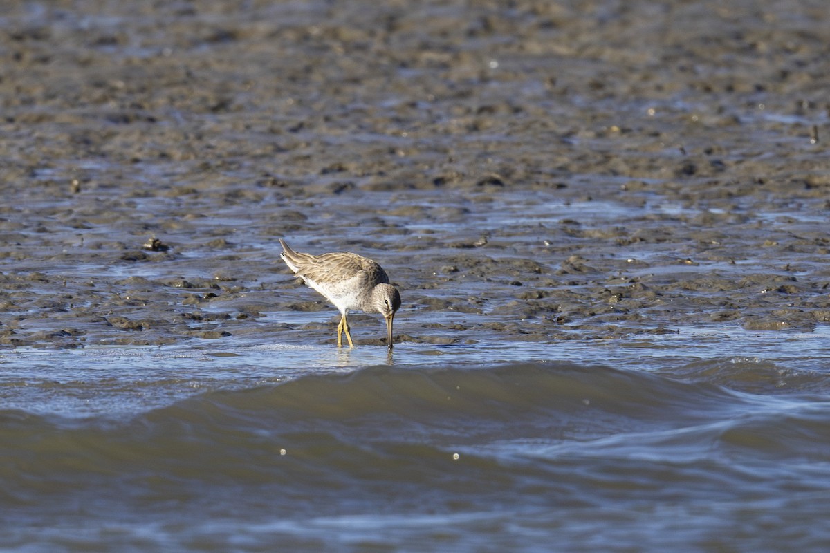 Short-billed Dowitcher - ML647005428