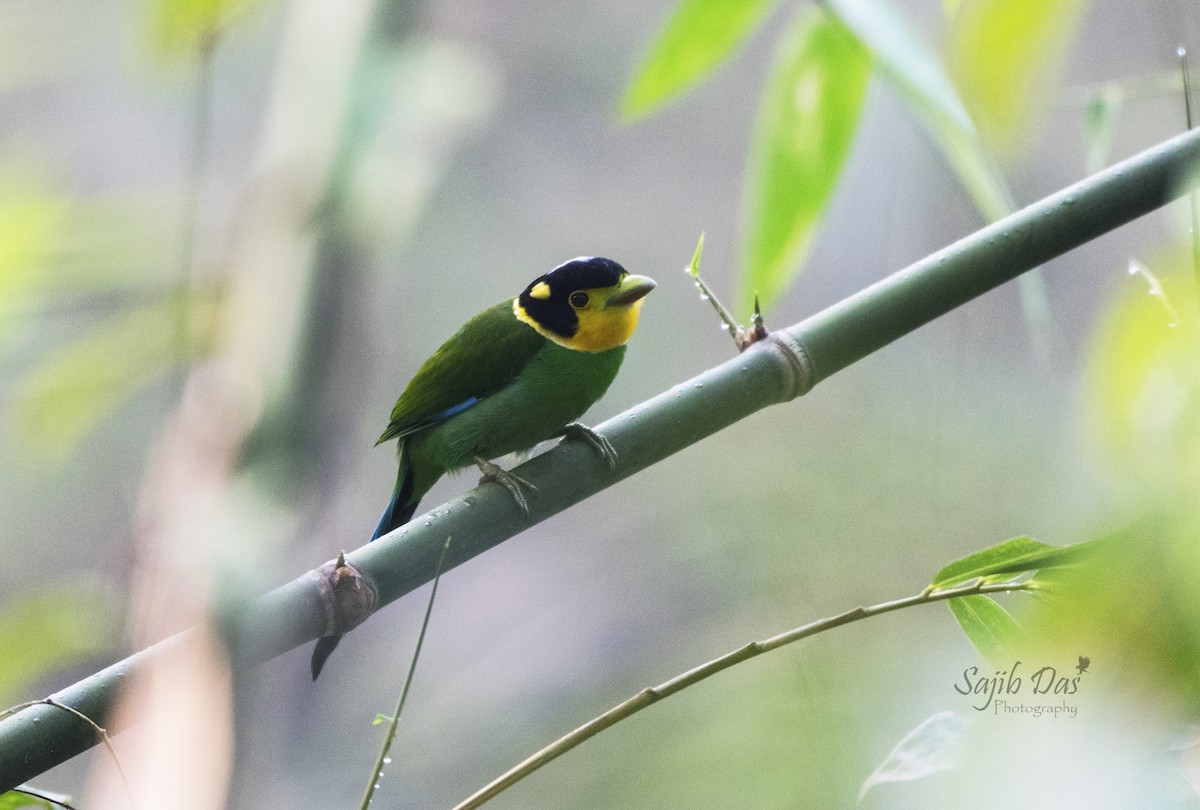 Long-tailed Broadbill - ML647005429