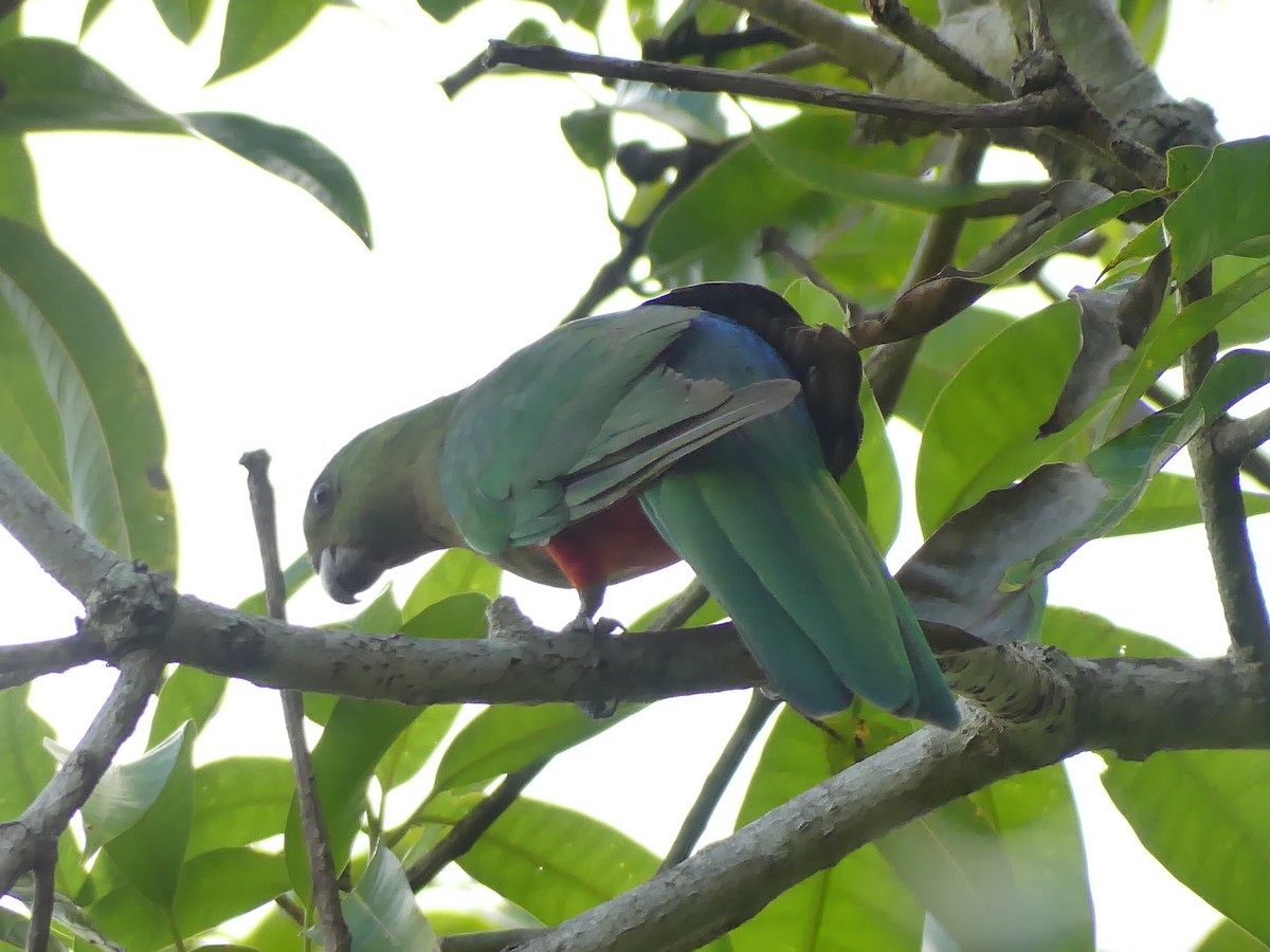 Australian King-Parrot - ML647005431