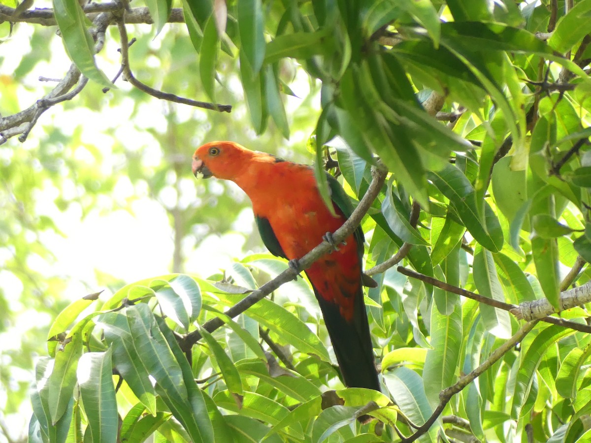 Australian King-Parrot - ML647005432