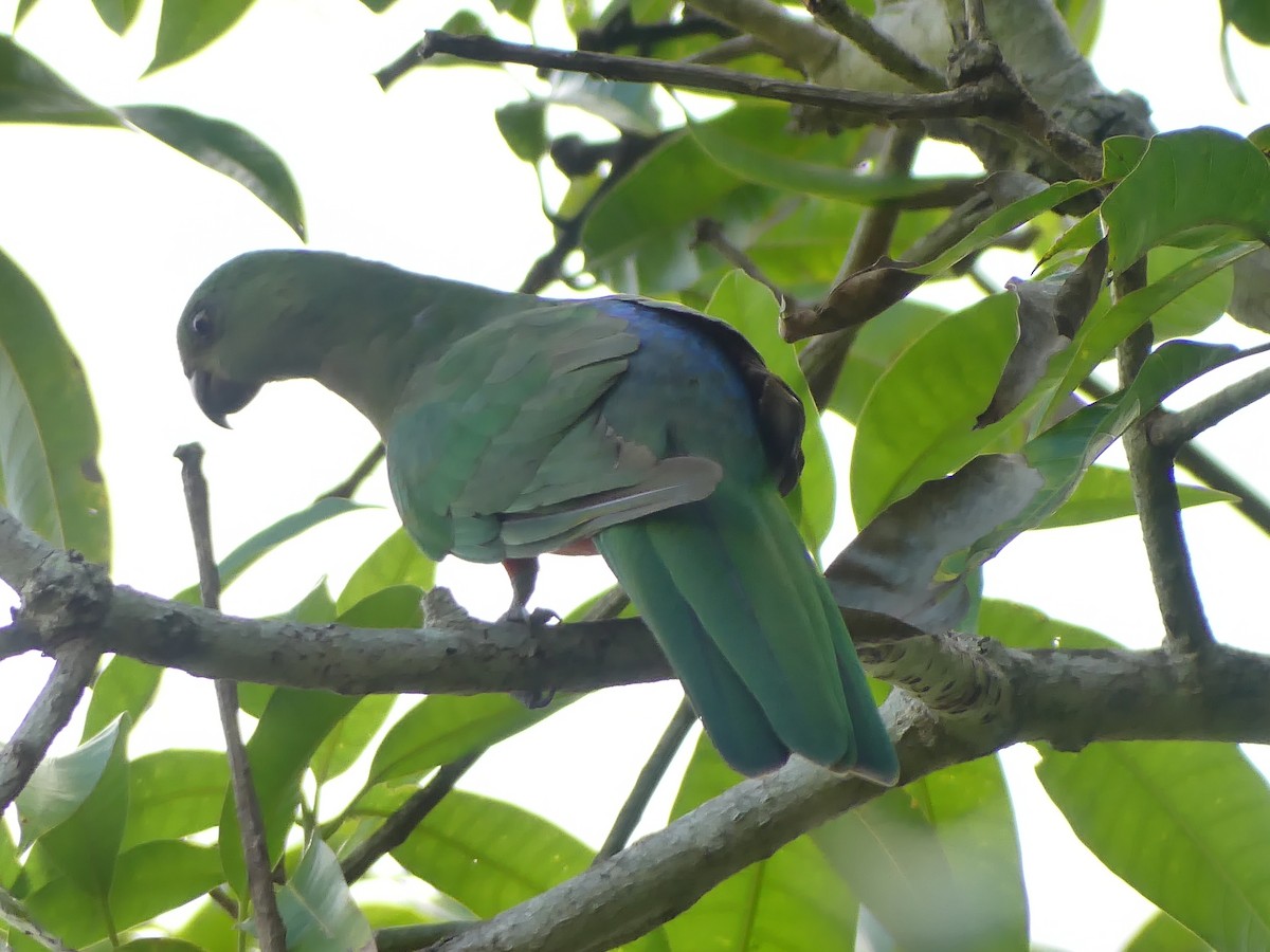 Australian King-Parrot - ML647005433
