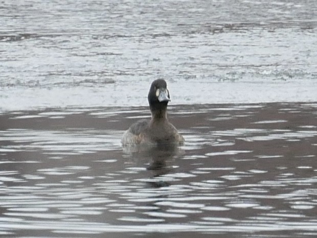 Bergente - ML647005434