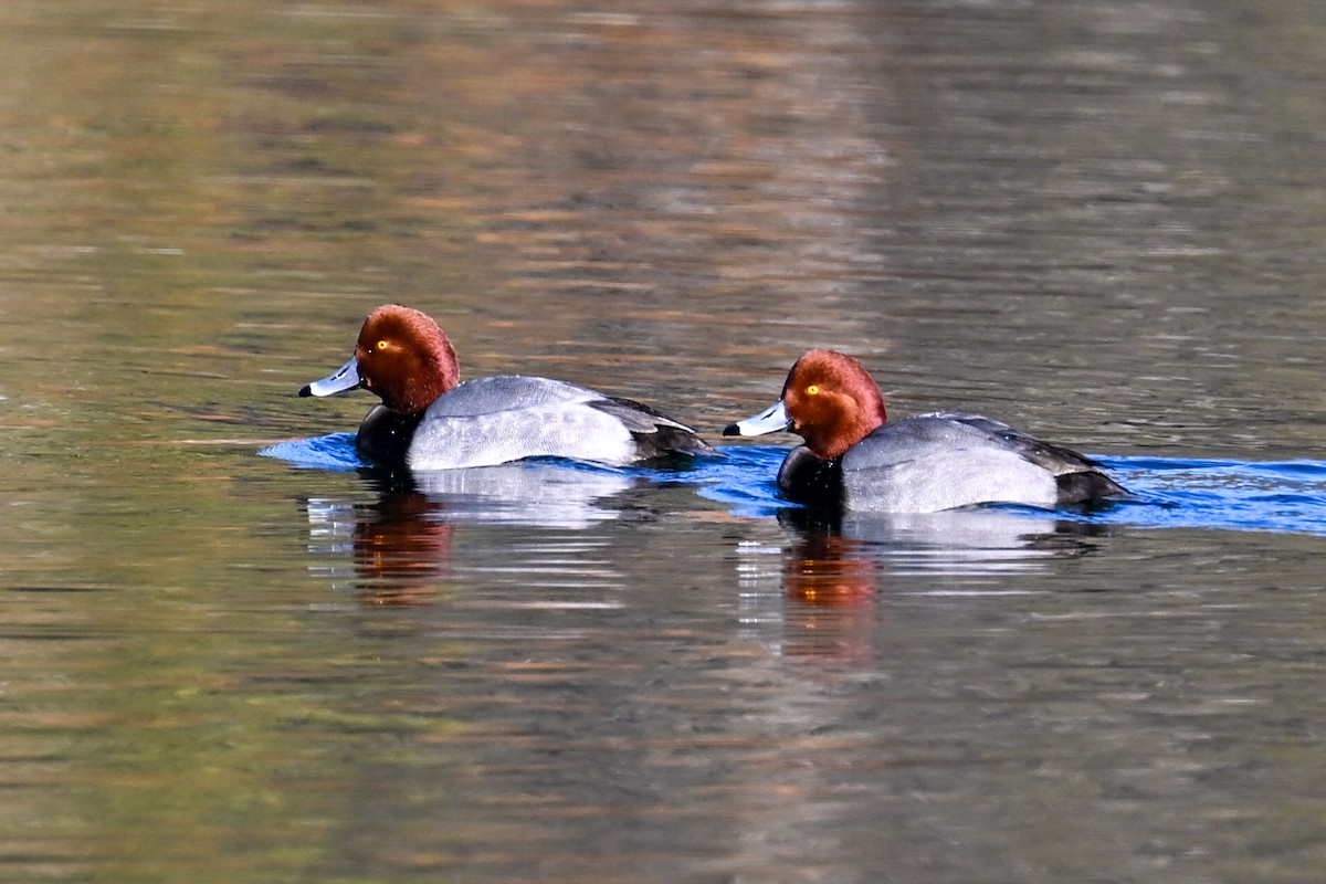 Redhead - ML647005436