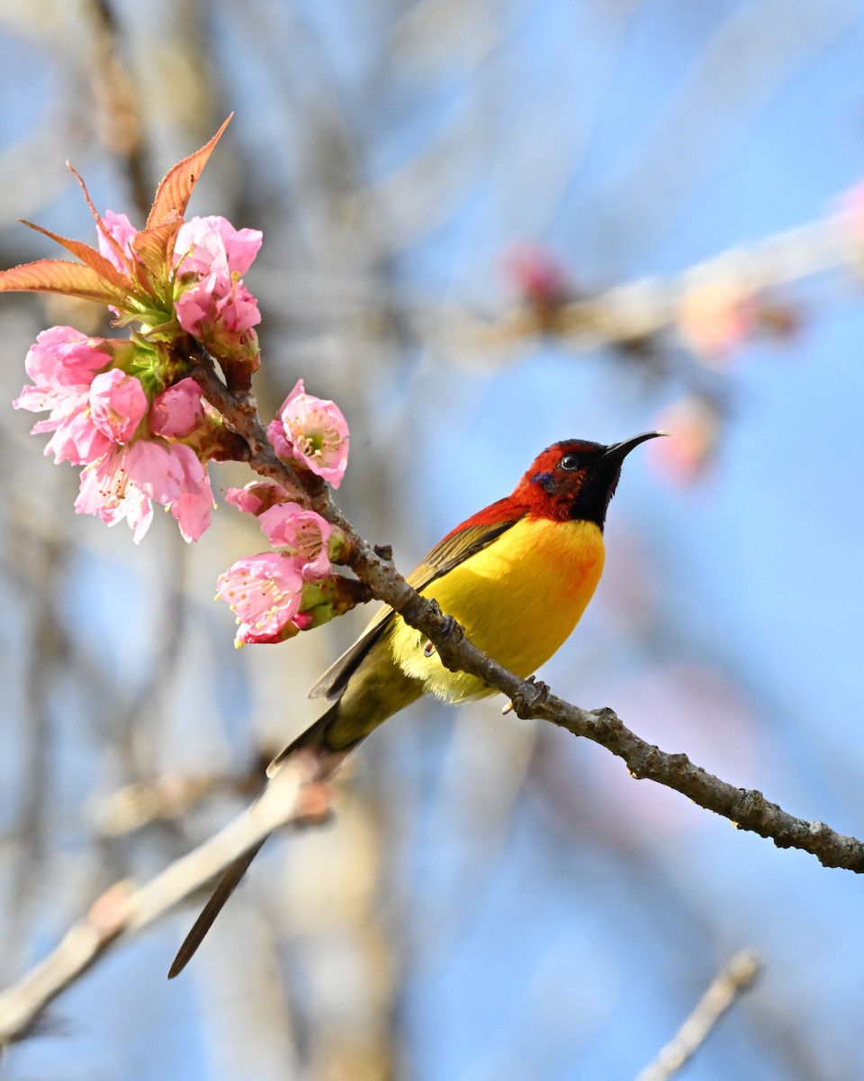 ルリオタイヨウチョウ - ML647005437