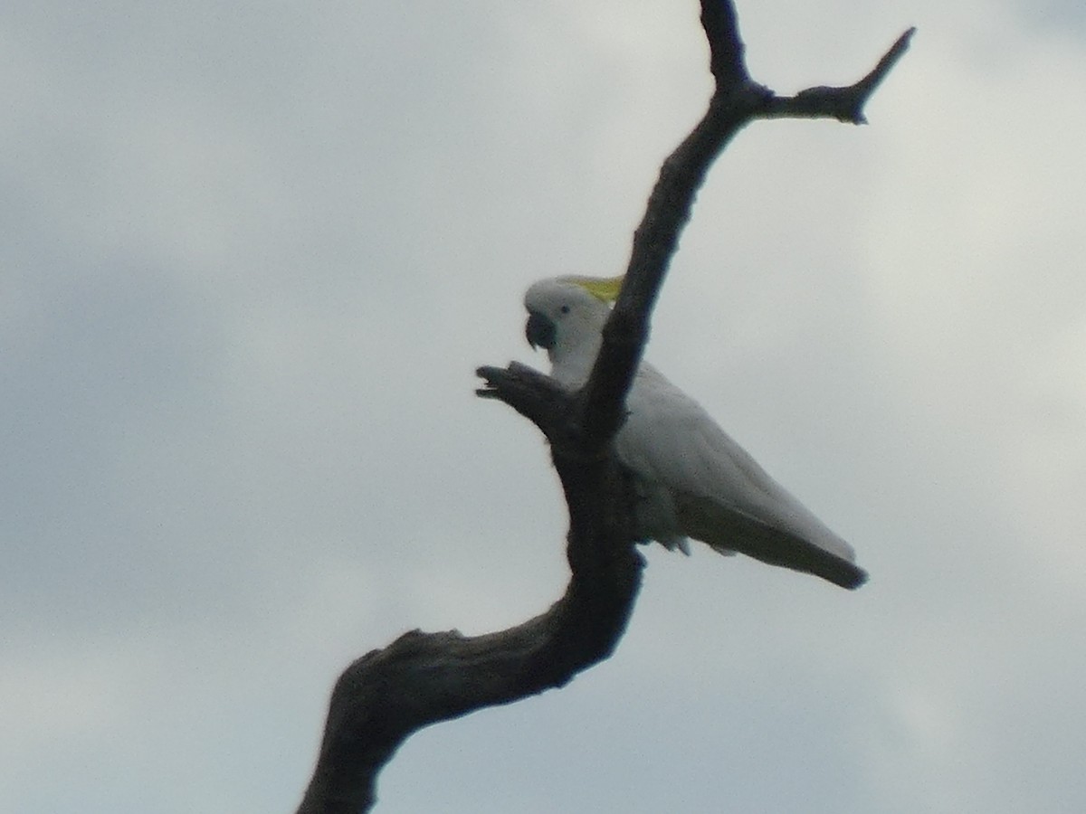 Sulphur-crested Cockatoo - ML647005443
