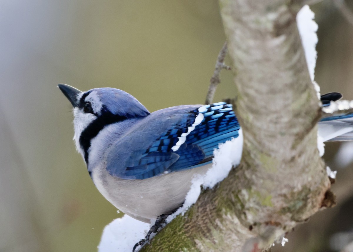 Mavi Karga - ML647005453