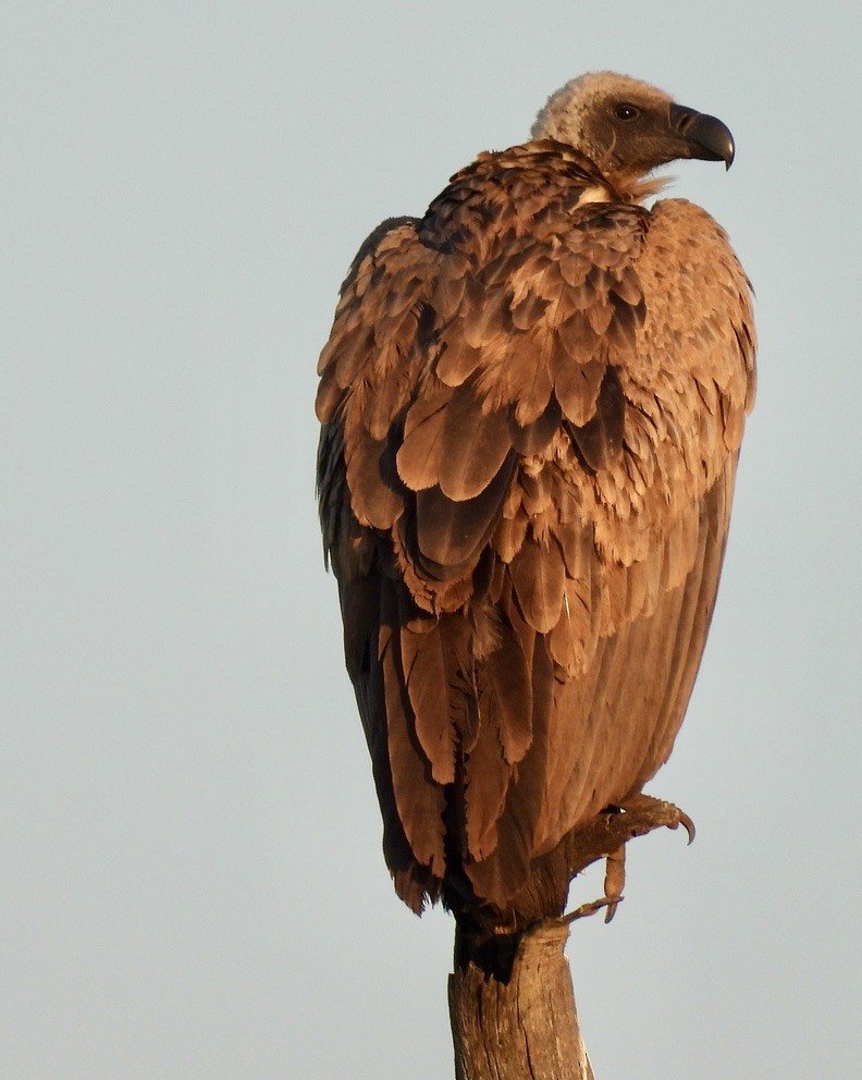 Sai gibelzuri afrikarra - ML647005459