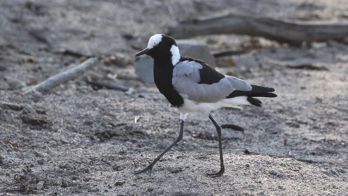 čejka běločelá - ML647005461