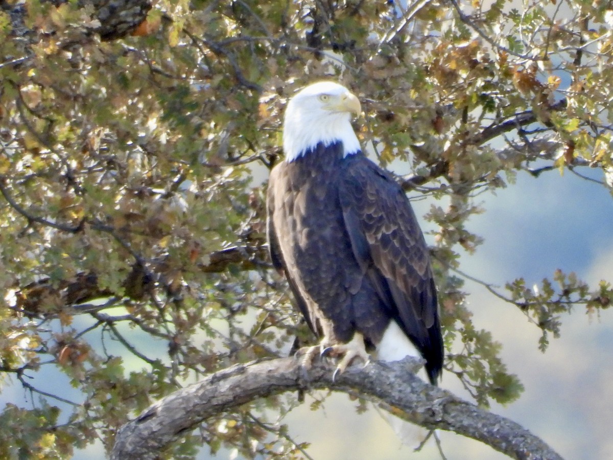 Bald Eagle - ML647005462