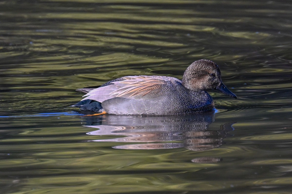 オカヨシガモ - ML647005465