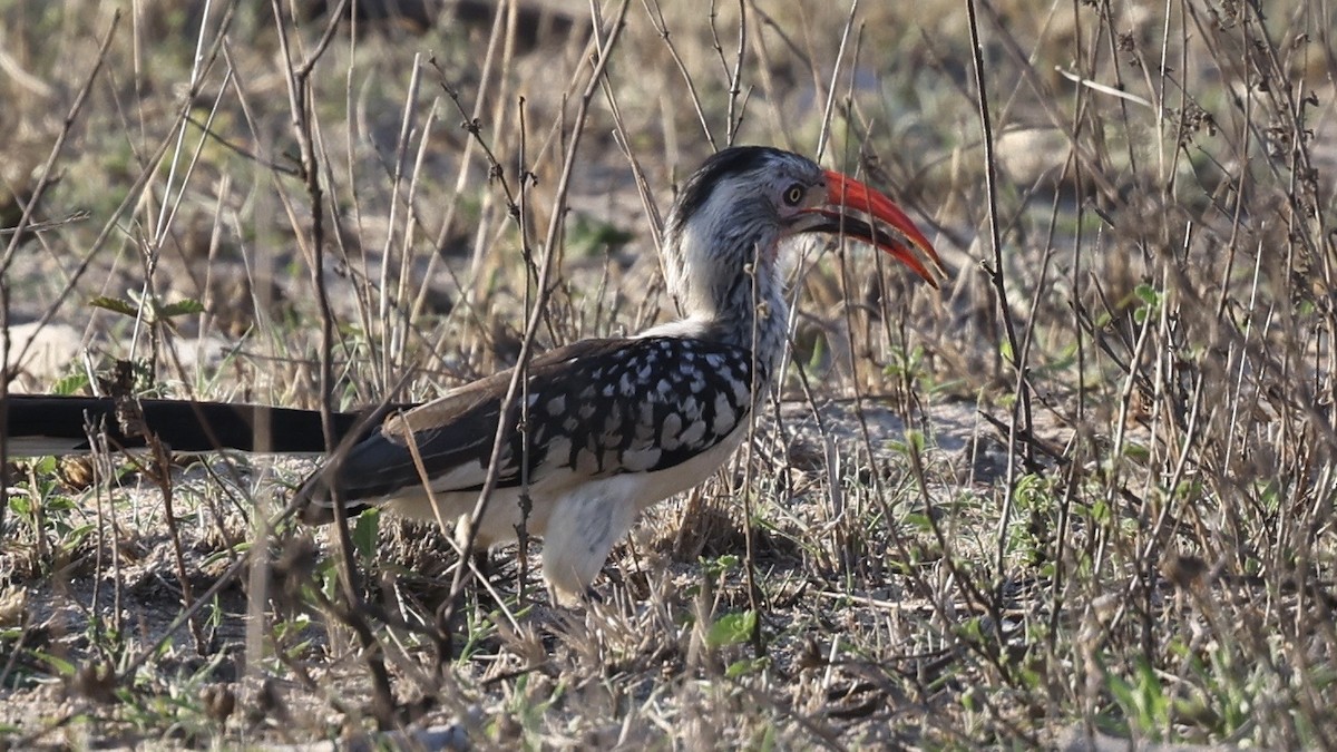 Токо південний - ML647005474