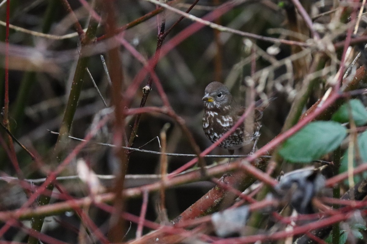 strnadec kaštanový [skupina unalaschcensis] - ML647005475