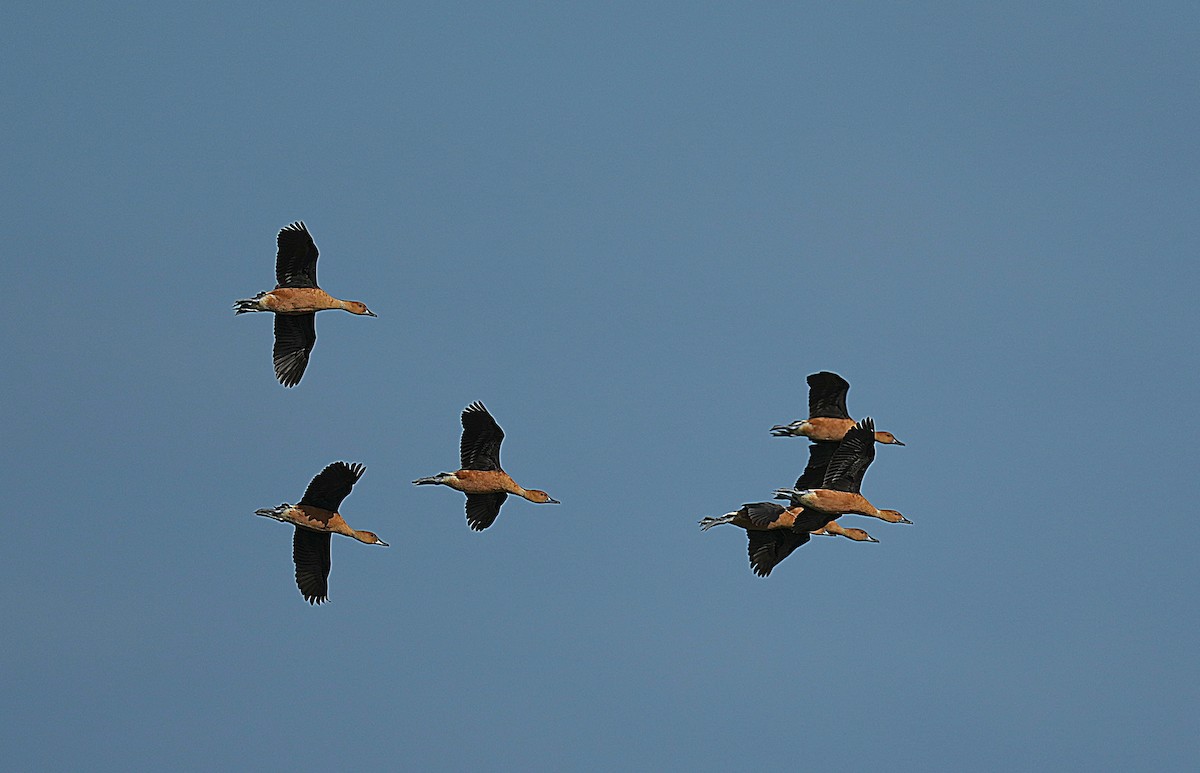 Zuhaitz-ahate kolorebikoa - ML647005476