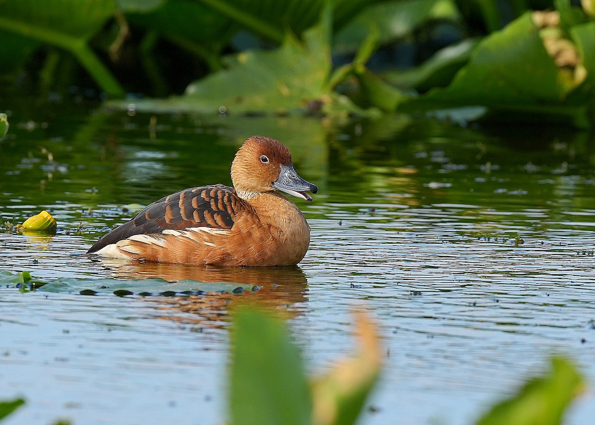 Zuhaitz-ahate kolorebikoa - ML647005477