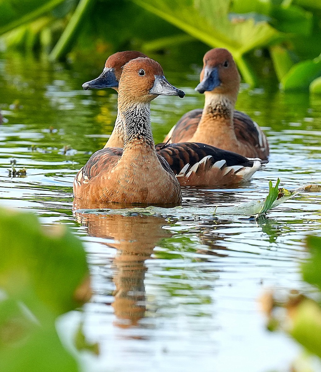 Zuhaitz-ahate kolorebikoa - ML647005478