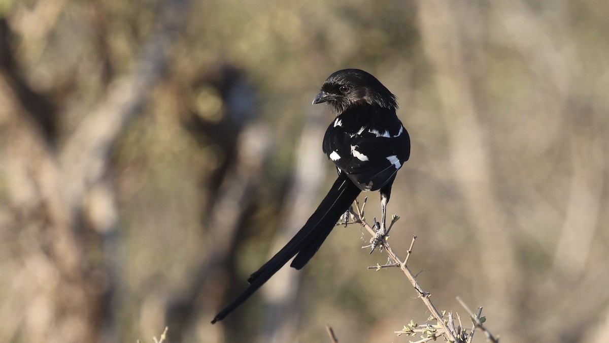 Сорокопуд строкатий - ML647005479