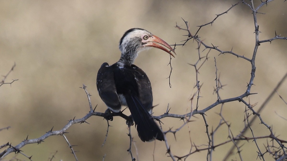 Токо південний - ML647005489
