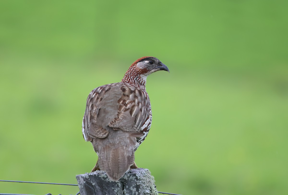 Francolin d'Erckel - ML647005490