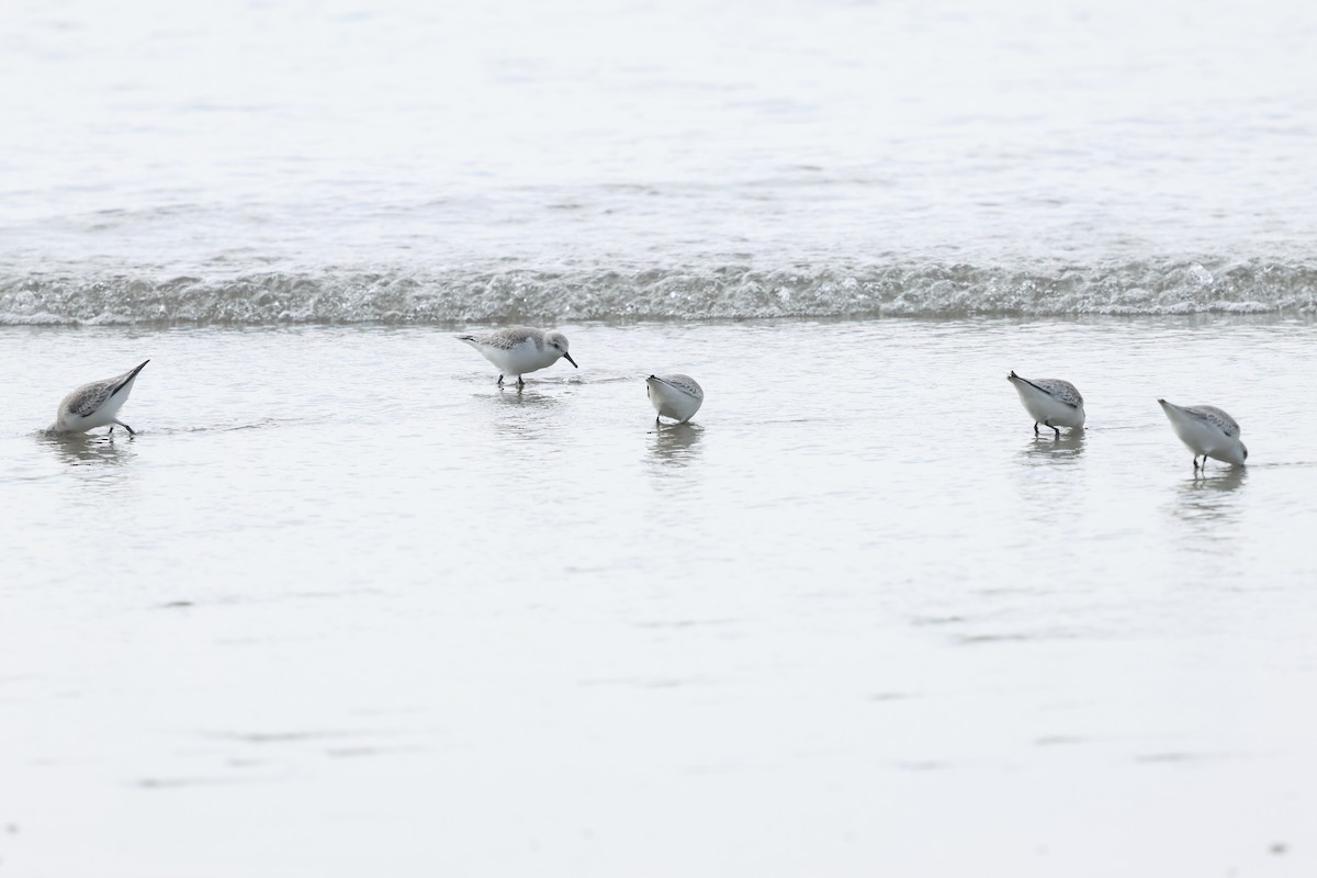 Песчанка - ML647005491