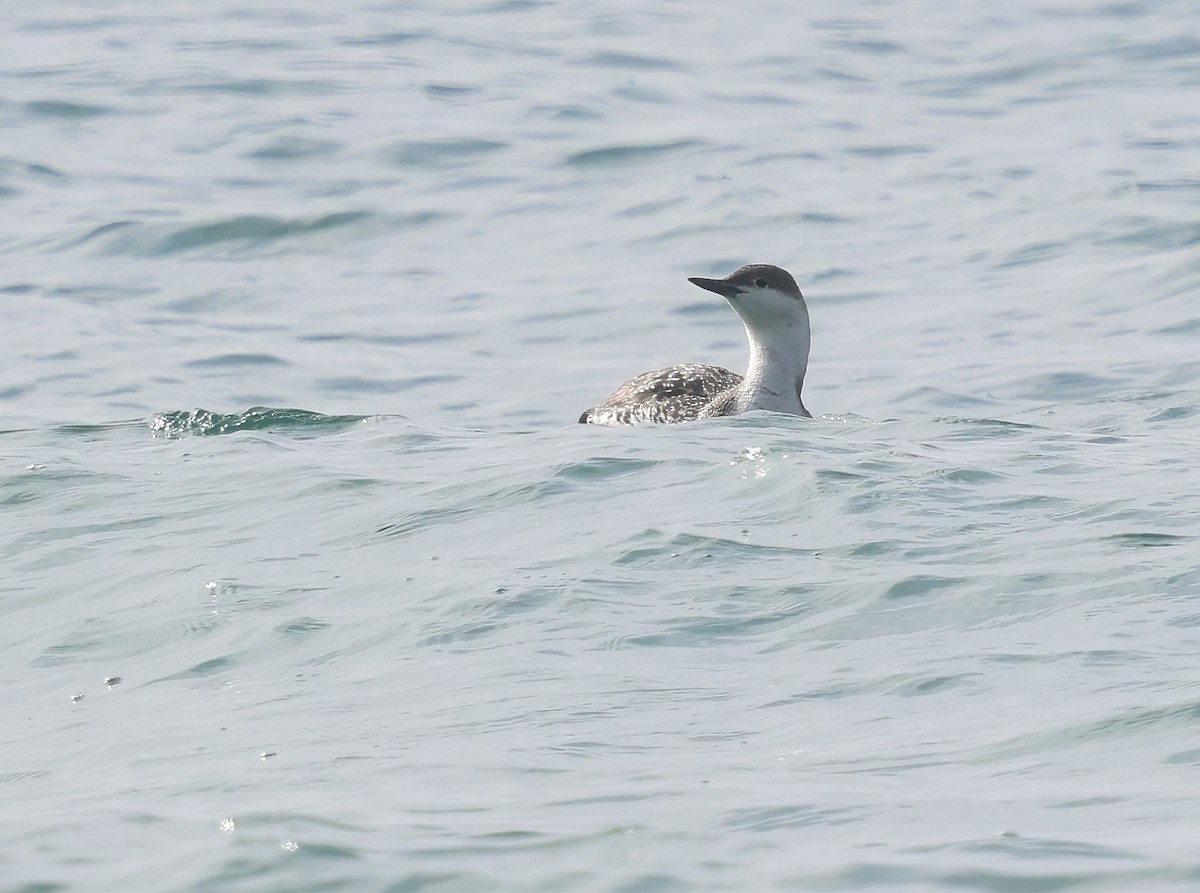 Краснозобая гагара - ML647005493